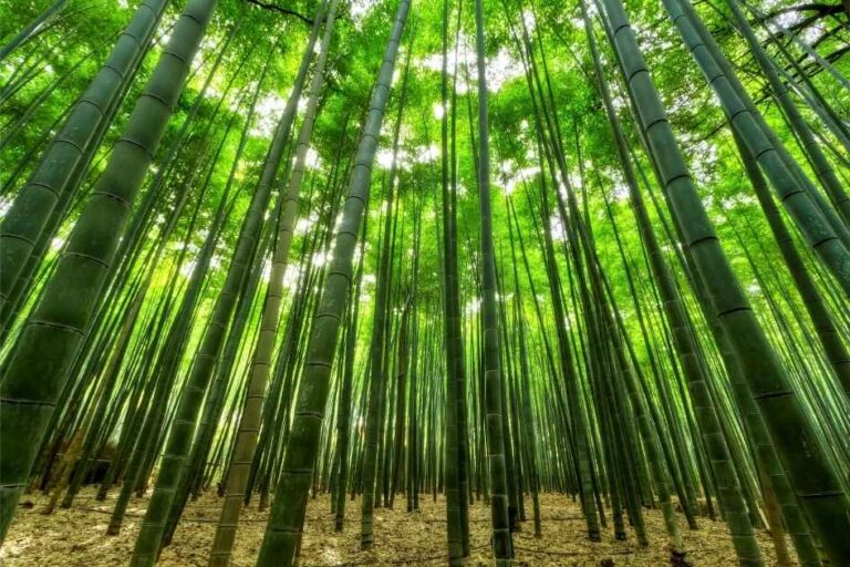 A symbolic forest where each tree represents a node in a decentralized network, illustrating collective strength through independence