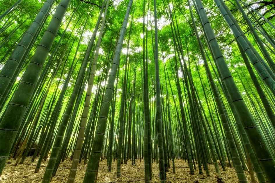 A symbolic forest where each tree represents a node in a decentralized network, illustrating collective strength through independence